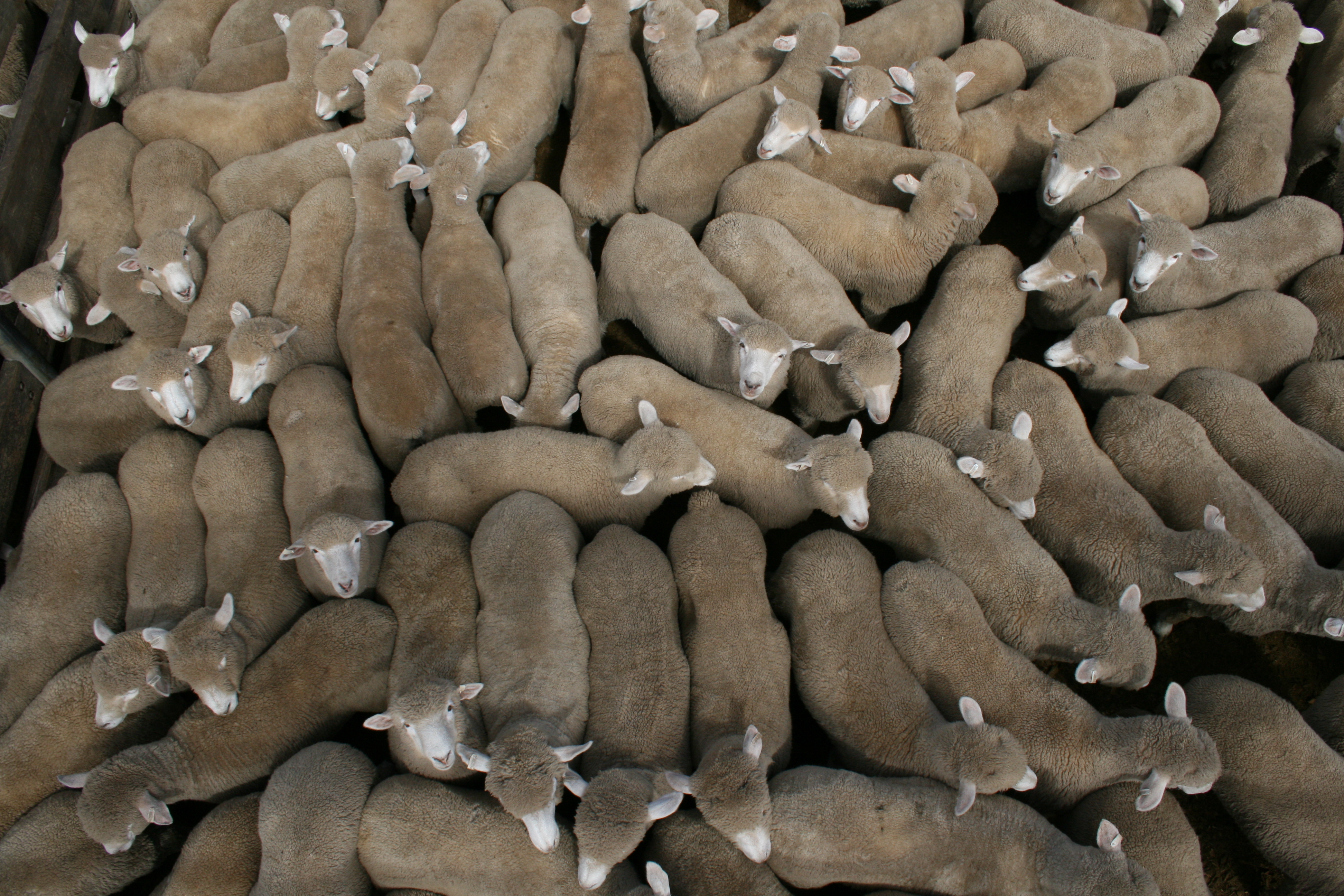 Sheep at saleyeard. Photo by Pam Trigg
